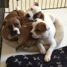Staffordshire Bull Terrier Puppies from Moonstruck Staffords