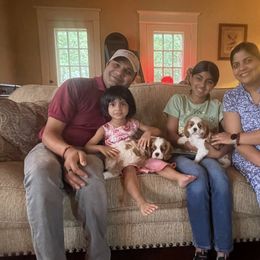 Cavalier King Charles Spaniel Puppies from Oak Haven Cavaliers