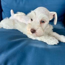 Wilson - Wheaten male Miniature Schnauzer puppy in Canyon Lake, Texas from Chambers Schnauzers