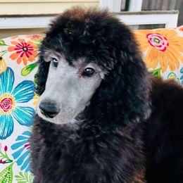 Suzy - Silver female Poodle puppy in Greenwich, New York from MizzElle’s Standard Poodles