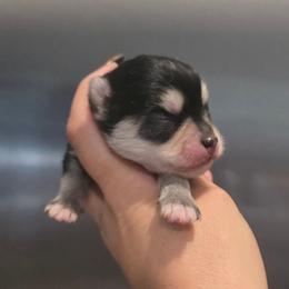 Handsome Gray Pomsky Toy Boy - Gray and white male Pomsky puppy in Austin, Colorado from Colorado Mini Dachshunds & Mini Pomskies