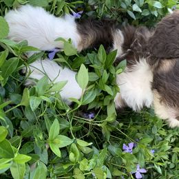 Bernedoodle Puppies from White Oak