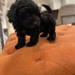 Goldendoodle, Havanese, and Havapoo Puppies from Lady Paws Puppies