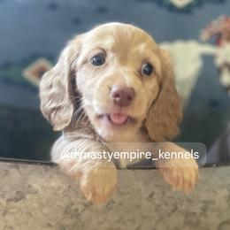 Boy 3 - Cream male Dachshund puppy in Marysville, California from Dynasty Empire Kennels