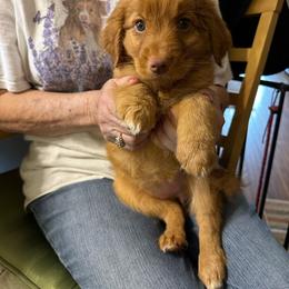 Light green collar - Red female Nova Scotia Duck Tolling Retriever puppy in Grady, Alabama from KD's Kennels