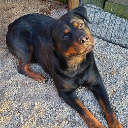 Poodles and Rottweilers from Delovely Standard Poodle’s & Rottweiler’s