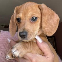 Barney - Red male Dachshund puppy in Young, Arizona from Short and Sassy Dachshunds of AZ