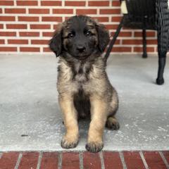 Girl 1 (Beatrix) - Reddish brown female Leonberger puppy in Manchester, Tennessee from Bois D’Arc Leonbergers