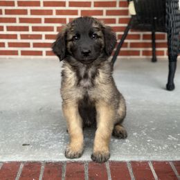 Girl 1 (Beatrix) - Reddish brown female Leonberger puppy in Manchester, Tennessee from Bois D’Arc Leonbergers
