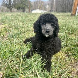 Aussiedoodle and Poodle Puppies from Sassy Poodle’s & Doodle’s