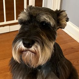 Neko - Miniature Schnauzer
