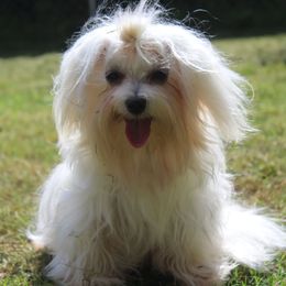 Bits is her nickname - Maltese
