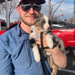 Australian Shepherd, Miniature Australian Shepherd, and Toy Australian Shepherd Puppies from KNJ Aussies