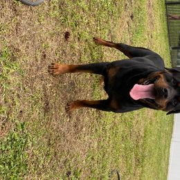 Steph - Rottweiler