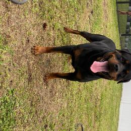 Steph - Rottweiler