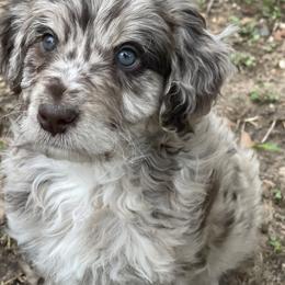 Aussiedoodle and Australian Shepherd Puppies from Young Gun Aussies
