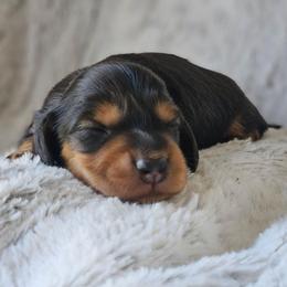 Juniper - Black and tan male Dachshund puppy in Pasco, Washington from Loyal Lil Dachshunds
