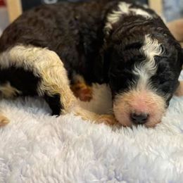 Australian Labradoodle, Bernedoodle, and Goldendoodle Puppies from Frosty & Ginger Co Home of Doodles