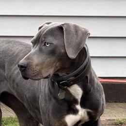 Catahoula Leopard Dogs from Compass Rose Catahoulas