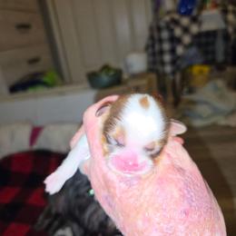 Gary - Tricolor male Shih Tzu puppy in Cook County, Illinois from My Tzu Crew