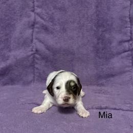 Dachshund Puppies from Lady Maye Dachshund's