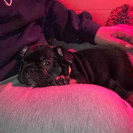 Yellow collar - Black and tan male French Bulldog puppy in Washington from Pawcific Coast Bullies
