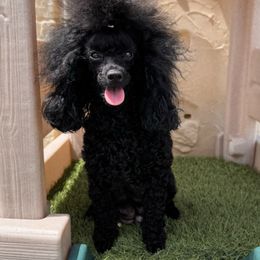 Denali - Poodle