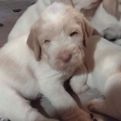 Spinone Italiano Puppies from Maple Hollow Spinone