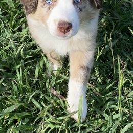 Miniature Australian Shepherd and Toy Australian Shepherd Puppies from Rye Hill Aussies