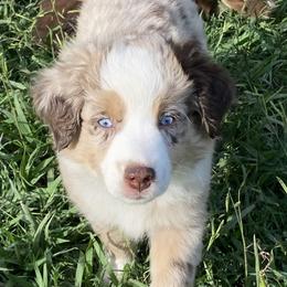 Miniature Australian Shepherd and Toy Australian Shepherd Puppies from Rye Hill Aussies