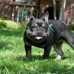 NFT Lacy - French Bulldog