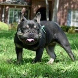 NFT Lacy - French Bulldog