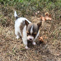 Jamie - White and red male Papillon puppy in Hollister, Missouri from Swan Creek Kennel