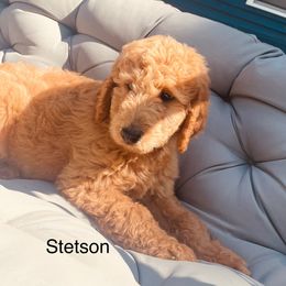 Goldendoodle Puppies from Kim’s Doodles