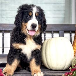 Liberty (light pink) - Black tan and white female Bernese Mountain Dog puppy in Benjamin, Utah from Golden Willow Puppies