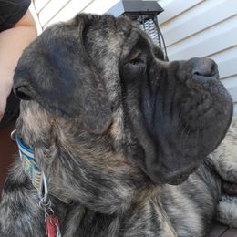 Dobby - Mastiff