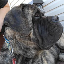 Dobby - Mastiff
