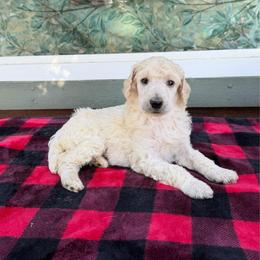 Eevie - White female Poodle puppy in Roseville, California from Aura & Luxe Poodles