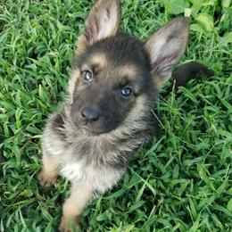 Girl pink - Black and red female German Shepherd puppy in Mccool Junction, Nebraska from Sininger Lagoon