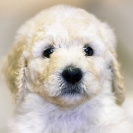 Poodle Puppies from Tamarack Poodles
