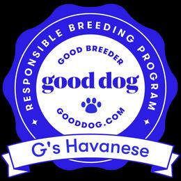 Havanese from G's Havanese