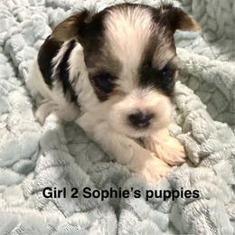 Girl 2 - Parti female Yorkshire Terrier puppy in Princeton, Kentucky from Paw-Perfect Palace