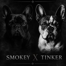 French Bulldog puppies from State Line Dachshunds & Frenchies