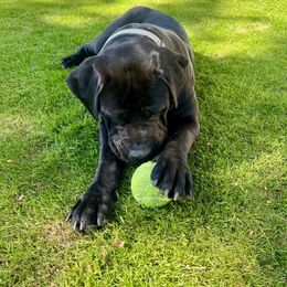 Boerboel All Grown Up from Cascade Boerboels