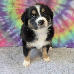 Apricot - Black tri female Miniature Australian Shepherd puppy in Church Hill, Tennessee from Hippie Dog Haven