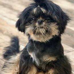 Diesel - Shih Tzu