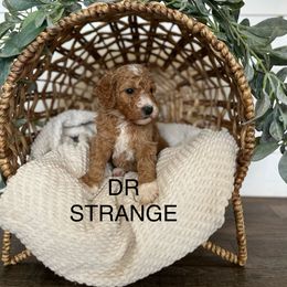 Goldendoodle Puppies from Life_on. Paws