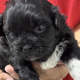 Sheldon - Black and white male Shih Tzu puppy in Conway, Missouri from Hillside Loop Kennel LLC
