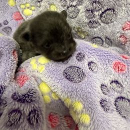 Girl 4 - Blue female Pomeranian puppy in Conroe, Texas from Maxi’s Poms, LLC