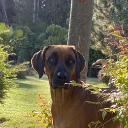 Rhodesian Ridgebacks from Mountain Lion Ridgebacks